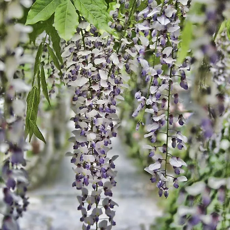 Accini Отель Монтероссо-аль-Маре