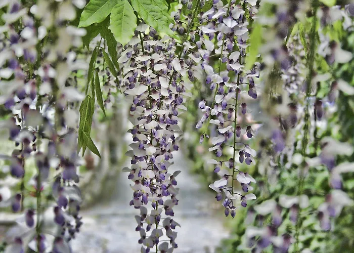 Accini Hotel Monterosso al Mare